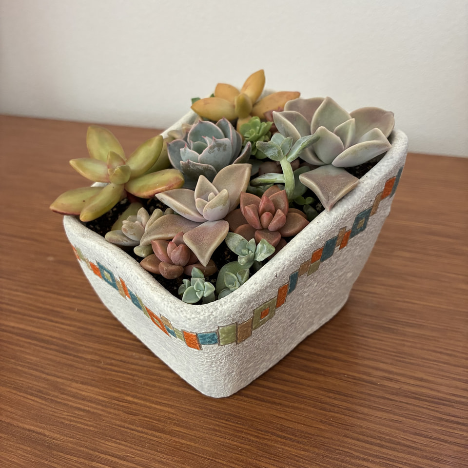 多肉植物の植木鉢